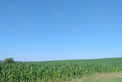 Teren în Valea Albă - 2