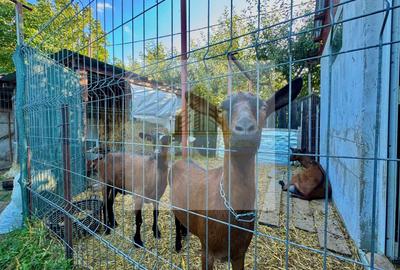 Casă individuală cu 8 camere cu Teren 1000 Mp în Bucium - 20