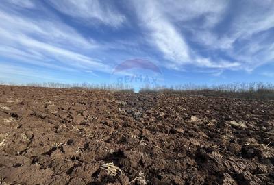 Teren agricol intravilan de 10000 mp, în Bădeni - 6