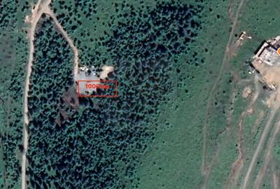 Teren de 1000 mp, în Muntele Băișorii - 2