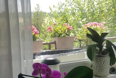 Apartament cu 3 camere semidecomandat în Micălaca - 2