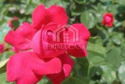 Casă cu Teren 500 Mp în Dorobanți - 10