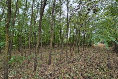 Casă cu teren 3.682 mp, sat Radu Vodă (com. Lupsanu, jud. Călărași) - 11