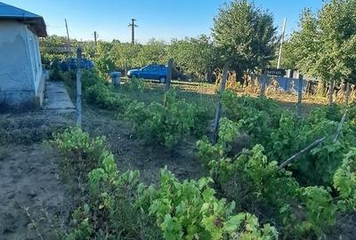 Galati, 1 ha vita de vie si casa 3 cam, pretabil amenajare turism viticol - 4