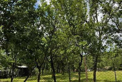 Casă cu 3 camere în Sânmărghita - 2