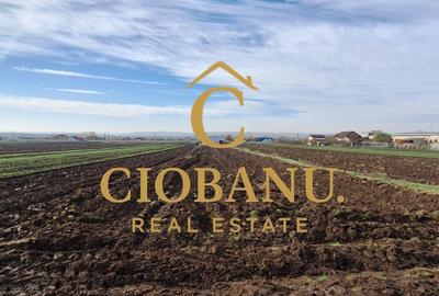 Hala de vanzare in Racari de Jos - 14