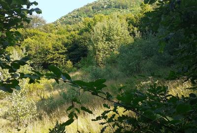 Teren Construcții intravilan de 700 mp, în Roșcani - 4