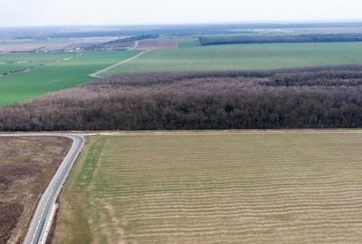 Teren intravilan la asfalt si statie autobuz Ilfov Cernica Posta - 17