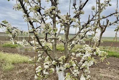 Livada+gradina, teren intravilan 2902mp, Damienesti-Bacau... - 2