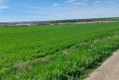 Teren de 20000 mp, în Vadu Anei - 3