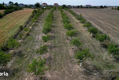 Teren de 9654 mp, în Dobra - 2