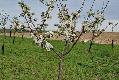 Teren de 600 mp, în Ceica - 1