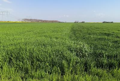 Frumusani DN 4 Popas-20km de Bucuresti , posibilitate parcelare Frumusani DN 4 Popas-20km de Bucuresti , posibilitate parcelare - 4