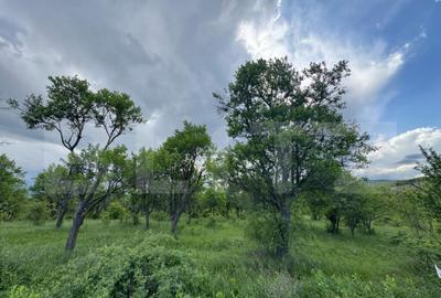 Teren extravilan de vanzare, 5305 mp, in apropiere de Ha?eg - 3