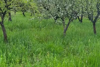 Teren în Viile Satu Mare - 4