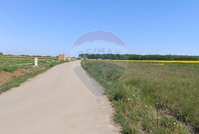 Teren 980mp Ciolpani - 3