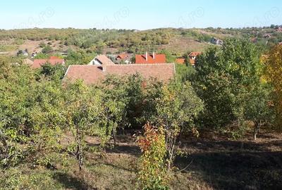 Casa mare de familie + casa secundara, teren 5500 m2 , 300 pomi Oradea, strada Prunilor - 4