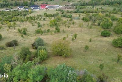 Teren de 8043 mp, în Berevoești - 10