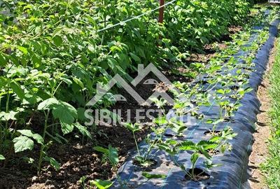 Casă individuală cu 5 camere cu Canalizare în Șura Mare - 10