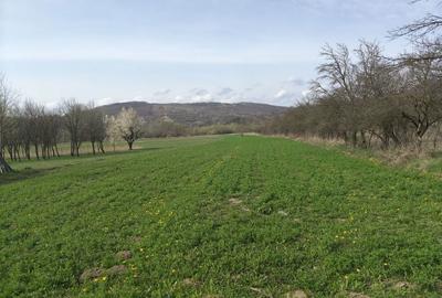 Casă cu 3 camere cu Teren 9000 Mp în Ludași - 4