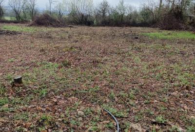 Unguras, 20 ari teren - 2