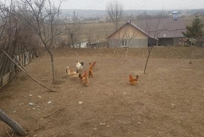 Vand casa in sat Bace?ti, comuna Bace?ti, jude?ul Vaslui - 8