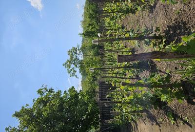 URGENT, gospodarie completa (+auto) in comuna CORLATEL, Mehedinti - 4