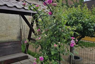 Vand casa 3 camere ARIUSD - 17