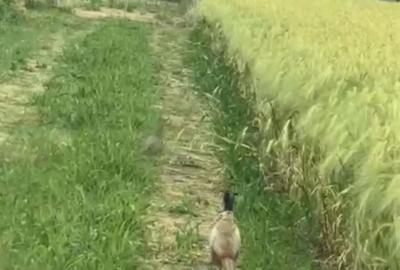 Spațiu comercial, în Căscioarele - 3