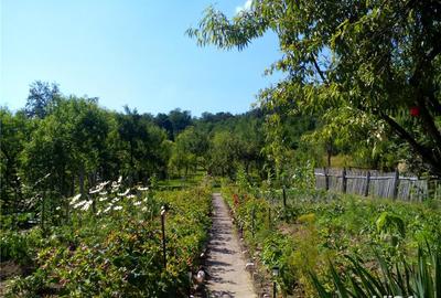 Casă cu 6 camere cu Teren 4000 Mp în Săvârșin - 7