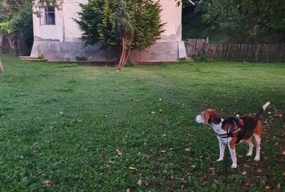 Teren Construcții intravilan de 20000 mp, în Valea Lungă - 12
