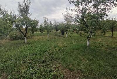 RECO Casa din caramida in Suplacul de Barcau - 16