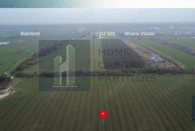 Teren arabil 10.000 mp de vanzare Caciula?i, Moara Vlasiei - 2