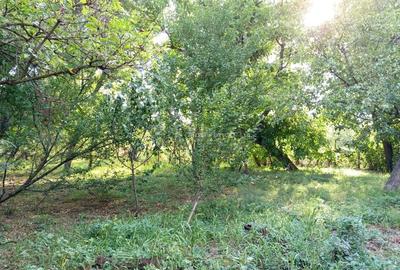 Casă cu Teren 1151 Mp în Ciuchici - 5