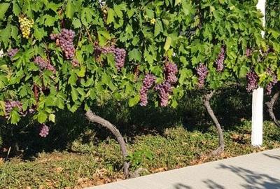 Casă cu 3 camere cu Teren 3280 Mp în Central - 11