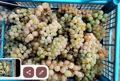 Teren de 2700 mp, în Fântânele - 2