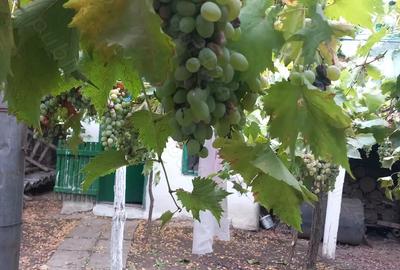 Casă cu 3 camere în Silistraru - 2