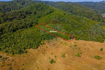 Teren extravilan de 6000 mp, în Crizbav - 2