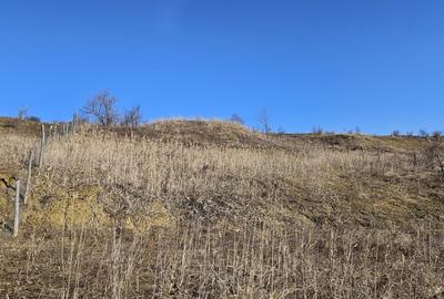 Teren agricol extravilan de 5665 mp, în Iris - 8