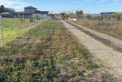 Domnesti, padurea Teghes - 11