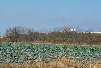 Vanzare Teren  construibil Cernica Balaceanca 1000mp - 7