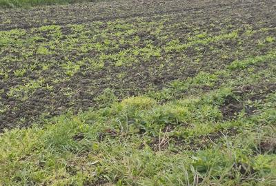 Teren de 2500 mp, în Nord - 5