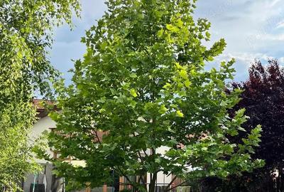 Casă cu 4 camere în Giarmata - 1