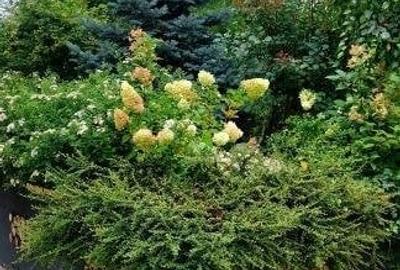 Apartament 2 camere Nord Herastrau Parcului Casa Presei Libere - 2