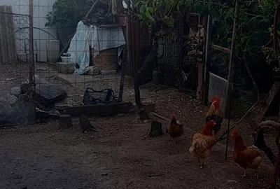 Casă cu 3 camere cu Teren 215 Mp în Central