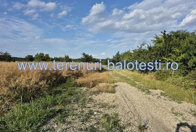 Teren ieftin la liziera padurii Balotesti, 13500 euro