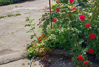 Casă cu 3 camere cu Teren 579 Mp în Florilor - 5