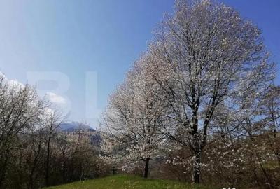 Teren de 2500 mp, în Ceahlău - 1