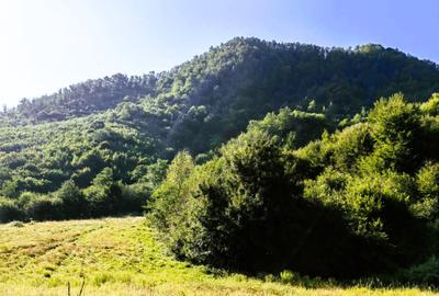 250 Ha TEREN PADURE pe VALEA OLTULUI, in Balota- Racovita, jud. Valcea, acces DE - 12