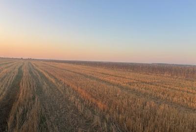 Teren agricol extravilan de 5000 mp, în Malu Mare - 1